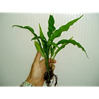 Planta DE Acuario Helecho DE Java MICROSORUM PTEROPUS